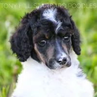 Upcoming Litter , a  Poodle for sale in Verona, MO – Photo 2 of 10