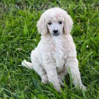 Upcoming Litter , a  Poodle for sale in Verona, MO – Photo 5 of 10