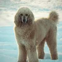 Upcoming Litter , a  Poodle for sale in Verona, MO – Photo 8 of 9