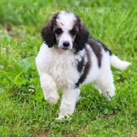 Upcoming Litter , a  Poodle for sale in Verona, MO – Photo 1 of 9