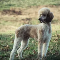 Upcoming Litter , a  Poodle for sale in Verona, MO – Photo 9 of 9