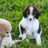 Upcoming Litter, a  Poodle for sale in Verona, MO – Photo 1 of 10