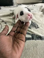 Patchy, a male American Bully for sale in Bronx, NY – 3 of 7