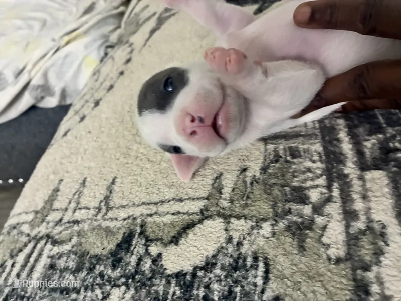 Patchy – American Bully puppy for sale in Bronx, NY