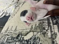 Patchy, a male American Bully for sale in Bronx, NY – 1 of 7