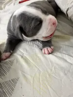 Handsome, a male American Bully for sale in Bronx, NY – 2 of 5