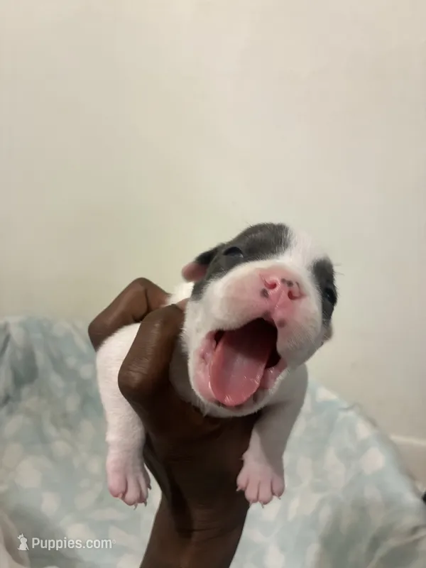 Handsome  – American Bully puppy for sale in Bronx, NY