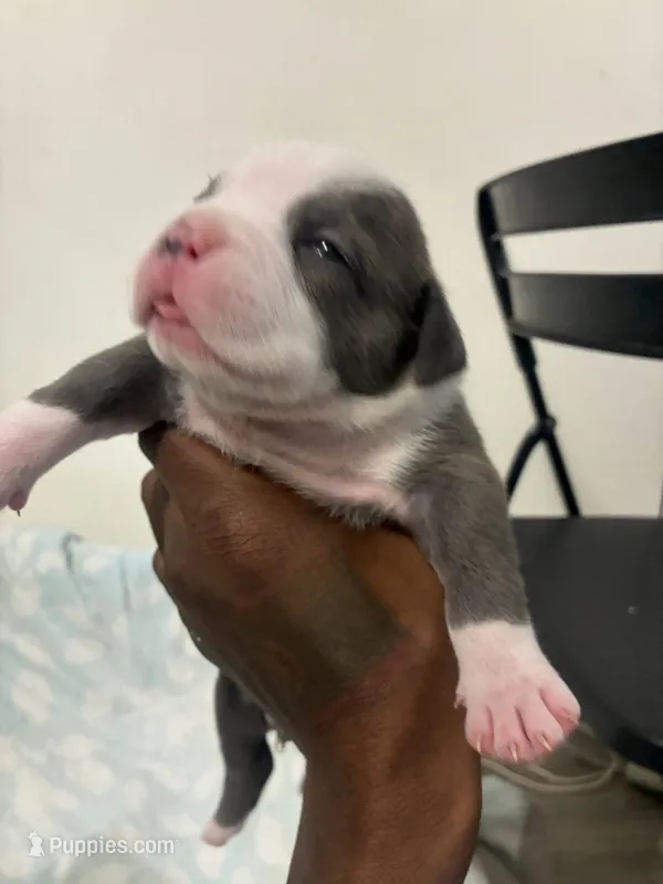 Medusa – American Bully puppy for sale in Bronx, NY
