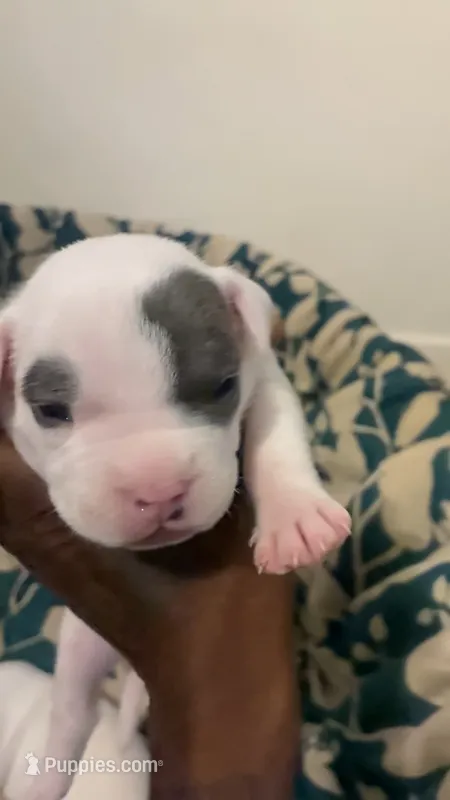 Cruella – American Bully puppy for sale in Bronx, NY