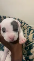 Cruella, a female American Bully for sale in Bronx, NY – 1 of 3