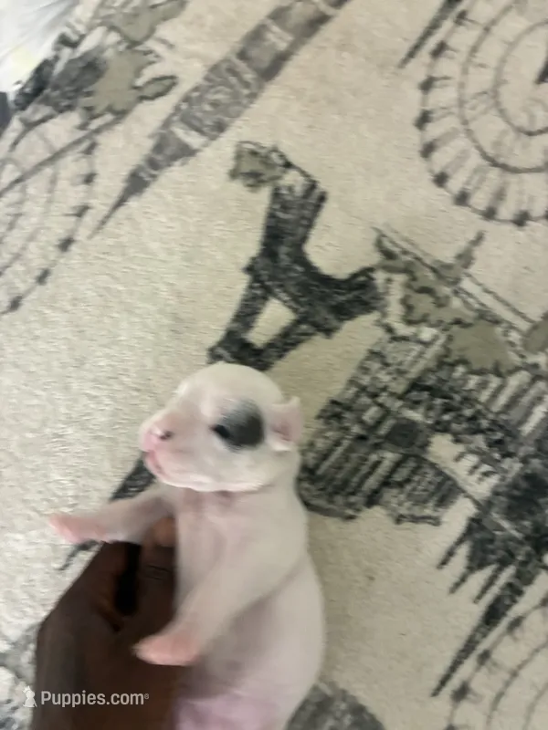 Maeve – American Bully puppy for sale in Bronx, NY