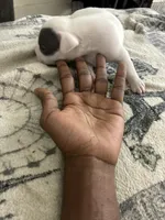 Patchy, a male American Bully for sale in Bronx, NY – 6 of 7