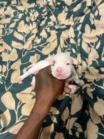 Magesty, a female American Bully for sale in Bronx, NY – 3 of 3