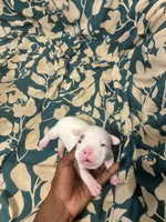 Magesty, a female American Bully for sale in Bronx, NY – 2 of 3