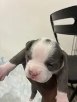 Medusa, a female American Bully for sale in Bronx, NY – 4 of 4