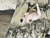 Patchy, a male American Bully for sale in Bronx, NY – 5 of 7