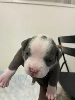Medusa, a female American Bully for sale in Bronx, NY – 3 of 4
