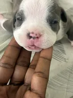 Handsome, a male American Bully for sale in Bronx, NY – 5 of 5