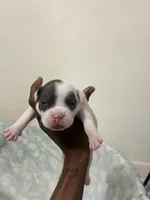 Handsome , a male American Bully for sale in Bronx, NY – 2 of 4