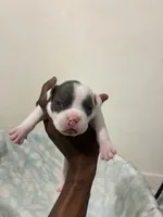 Handsome , a male American Bully for sale in Bronx, NY – 3 of 4