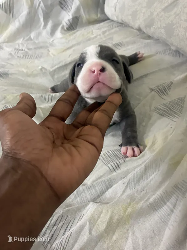 Handsome – American Bully puppy for sale in Bronx, NY