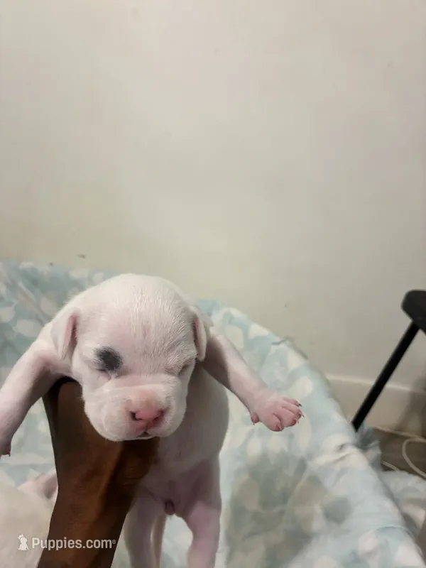 Magesty – American Bully puppy for sale in Bronx, NY