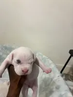 Magesty, a female American Bully for sale in Bronx, NY – 1 of 3