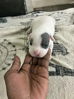 Patchy, a male American Bully for sale in Bronx, NY – 2 of 7