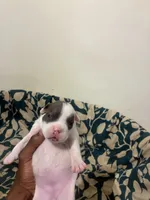 Handsome , a male American Bully for sale in Bronx, NY – 4 of 4