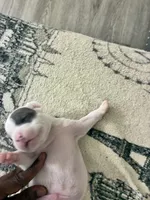 Patchy, a male American Bully for sale in Bronx, NY – 7 of 7