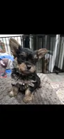 Ms fatty, a female Yorkshire Terrier for sale in Virginia Beach, VA – 2 of 4