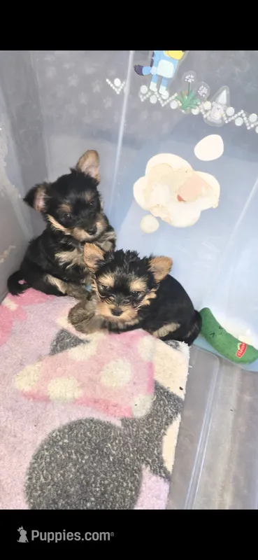 Ms fatty – Yorkshire Terrier puppy for sale in Virginia Beach, VA
