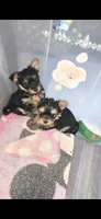 Ms fatty, a female Yorkshire Terrier for sale in Virginia Beach, VA – 1 of 4
