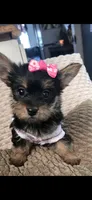 Ms fatty, a female Yorkshire Terrier for sale in Virginia Beach, VA – 5 of 5