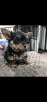 Ms fatty, a female Yorkshire Terrier for sale in Virginia Beach, VA – 4 of 4