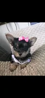 Ms fatty, a female Yorkshire Terrier for sale in Virginia Beach, VA – 2 of 5