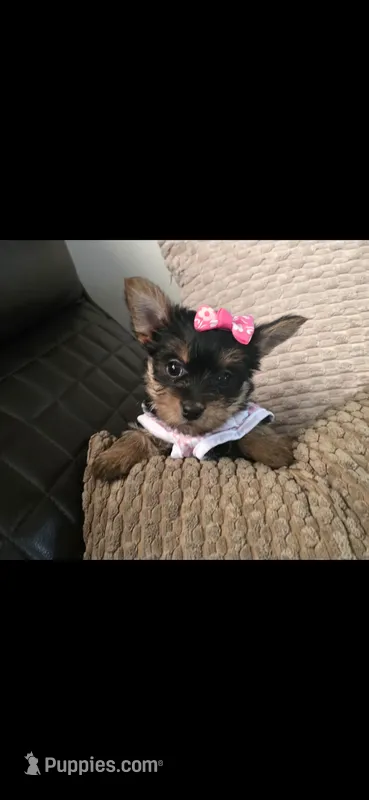 Ms fatty – Yorkshire Terrier puppy for sale in Virginia Beach, VA