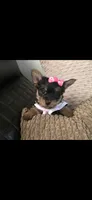 Ms fatty, a female Yorkshire Terrier for sale in Virginia Beach, VA – 1 of 5
