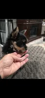 Ms fatty, a female Yorkshire Terrier for sale in Virginia Beach, VA – 3 of 4
