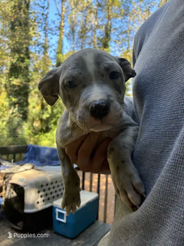 Female- Merle Letty x Loki, a female American Bully and American Pit Bull Terrier for sale in Dallas, GA – 1 of 3