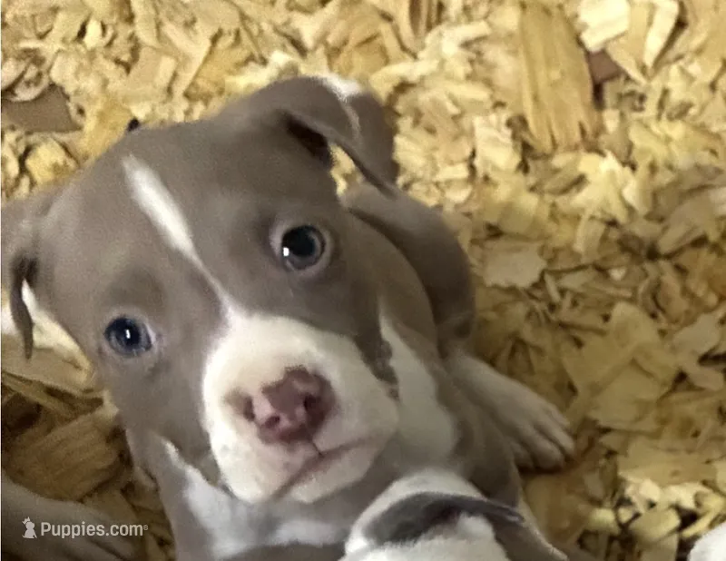 Female XL Bully x Standard American Pit – American Bully, American Pit Bull Terrier puppy for sale in Dallas, GA