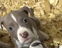Female XL Bully x Standard American Pit, a female American Bully and American Pit Bull Terrier for sale in Dallas, GA – 1 of 1
