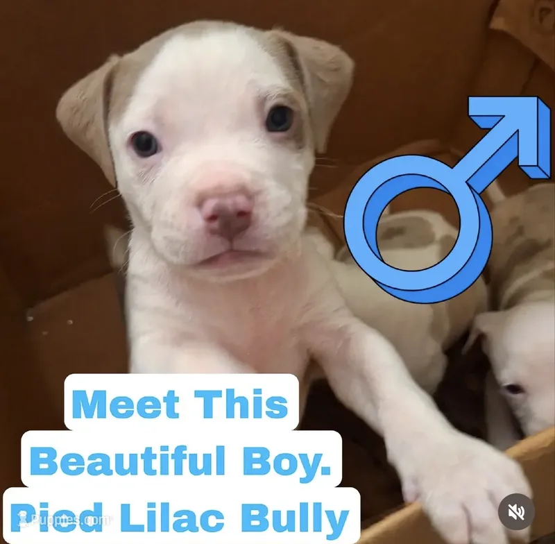 Male XL Bully x Standard American Pit  – American Bully, American Pit Bull Terrier puppy for sale in Dallas, GA