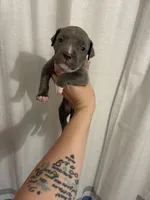 Bully x Pitbull - Male, a male American Bully and American Pit Bull Terrier for sale in Dallas, GA – 2 of 4