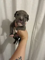 Bully x Pitbull - Male, a male American Bully and American Pit Bull Terrier for sale in Dallas, GA – 4 of 4