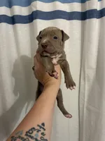 Male Bully x Pitbull, a male American Bully and American Pit Bull Terrier for sale in Dallas, GA – 2 of 3