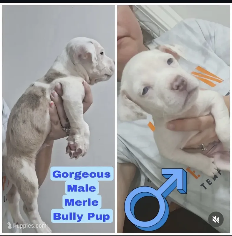 Male Bully Merle – American Bully, American Pit Bull Terrier puppy for sale in Dallas, GA
