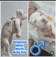 Male Bully Merle, a male American Bully and American Pit Bull Terrier for sale in Dallas, GA – 1 of 2
