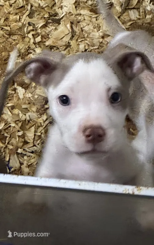 Male XL Bully x Standard American Pit  – American Bully, American Pit Bull Terrier puppy for sale in Dallas, GA
