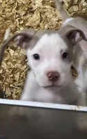 Male XL Bully x Standard American Pit , a male American Bully and American Pit Bull Terrier for sale in Dallas, GA – 2 of 2